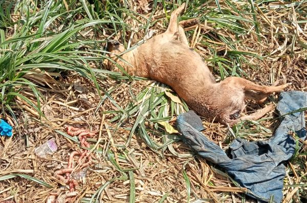 mbwa  wanachinjwa na kuuziwa wakaaazi mukuru kwa Reuben