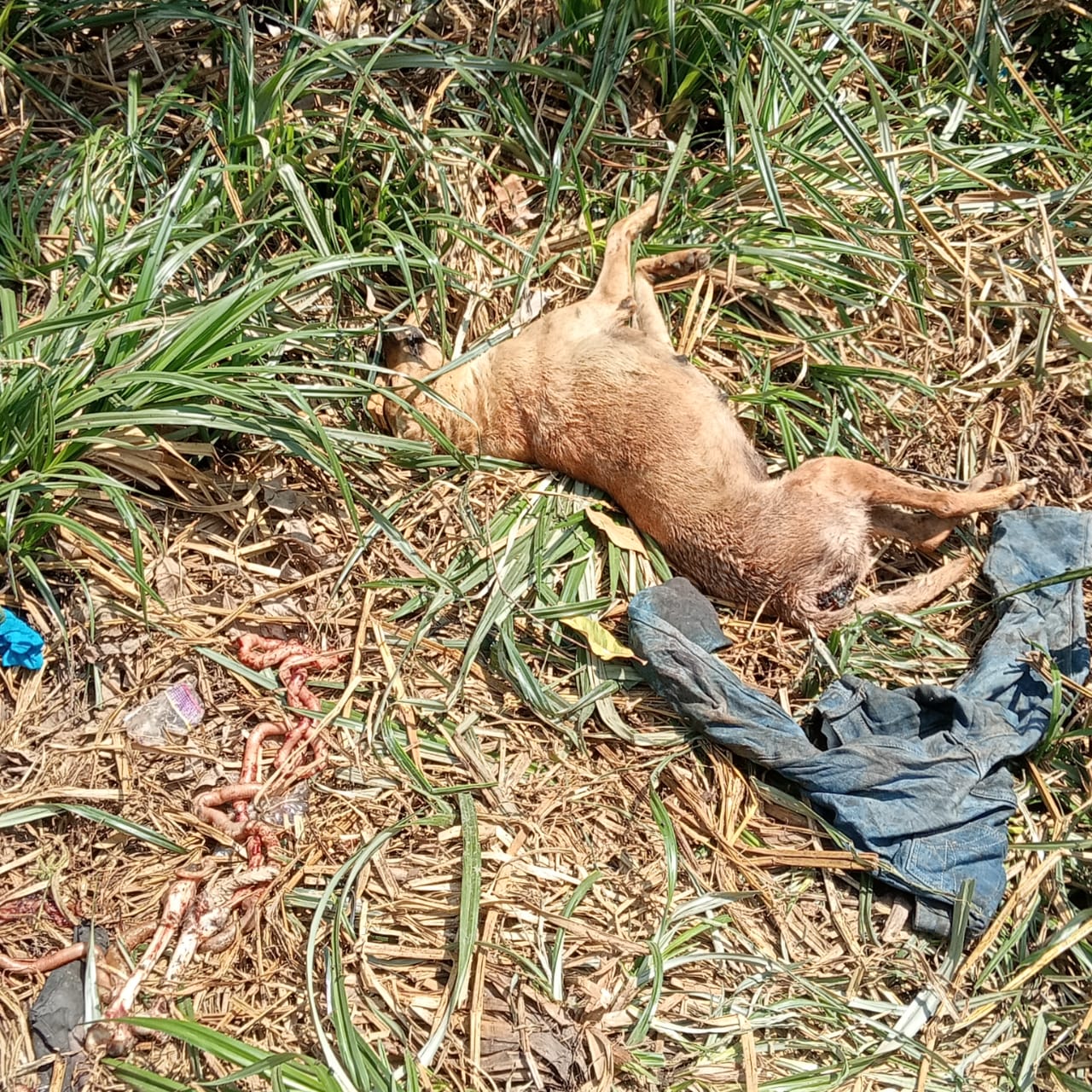 mbwa  wanachinjwa na kuuziwa wakaaazi mukuru kwa Reuben